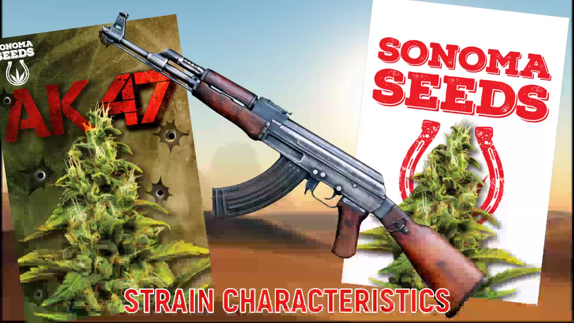 AK47 Hybrid Marijuana Seeds Strain Characteristics Sonoma Seeds
